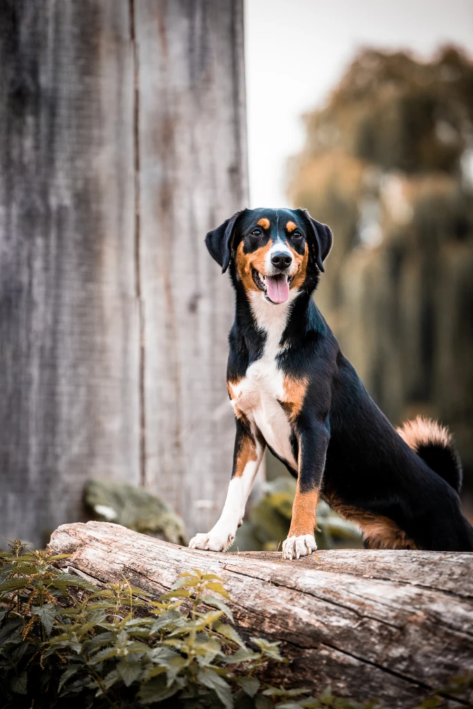 26 Ringfoto Mundus Nordhorn Fotostudio Hunde Tiere Pferd