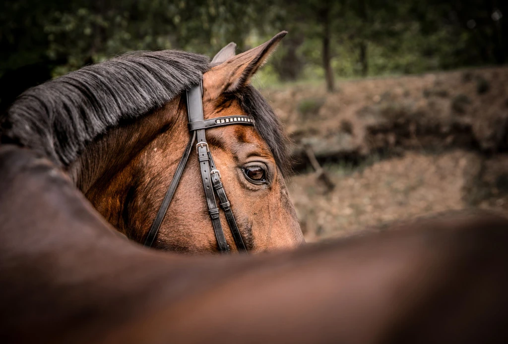 ringfoto_mundus_nordhorn_tierwelt25